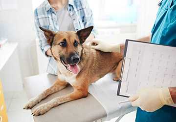 How to Buy Insurance for Your New Pet